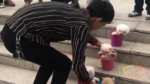 Cutest baby dogs, Beautiful puppy