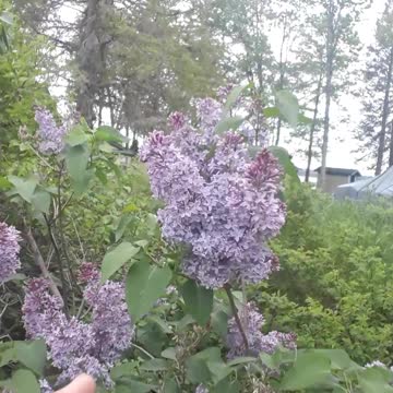 Lylac bushes in Hayward, Wisconsin June 2, 2022