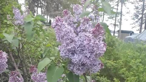 Lylac bushes in Hayward, Wisconsin June 2, 2022