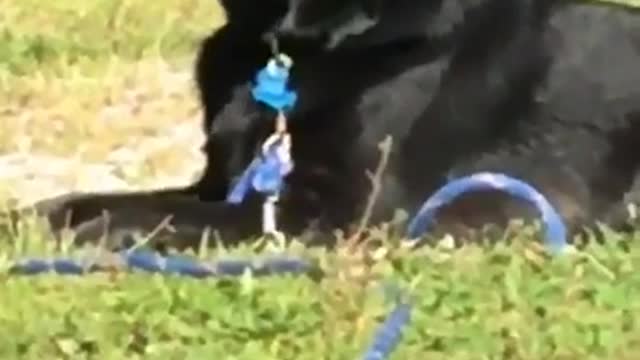 Vibes black dog with pacifier in mouth