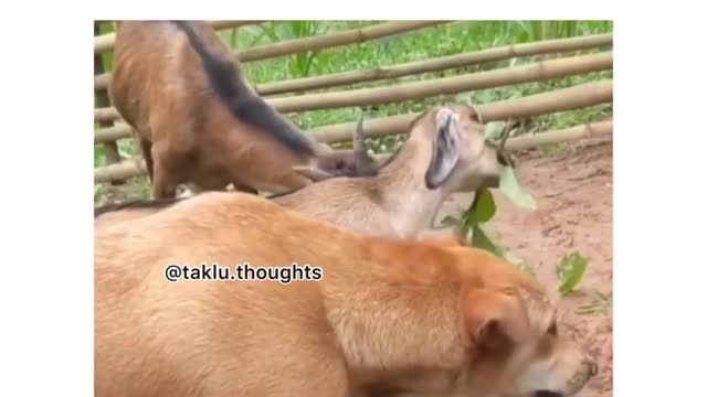 Dog and goat friendship ( funny video )