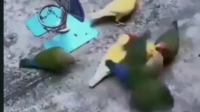 Funny Animals 🐤 Funny Bird Tricks 🏀Pet Bird