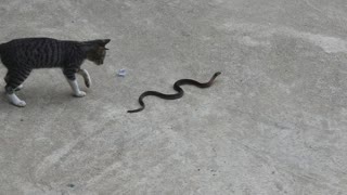 Cat Versus Snake