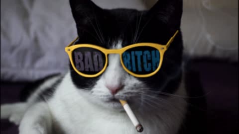 Gif video of cat with smoker glasses