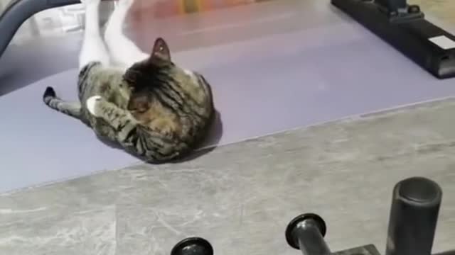 Funniest cats and dogs part-1