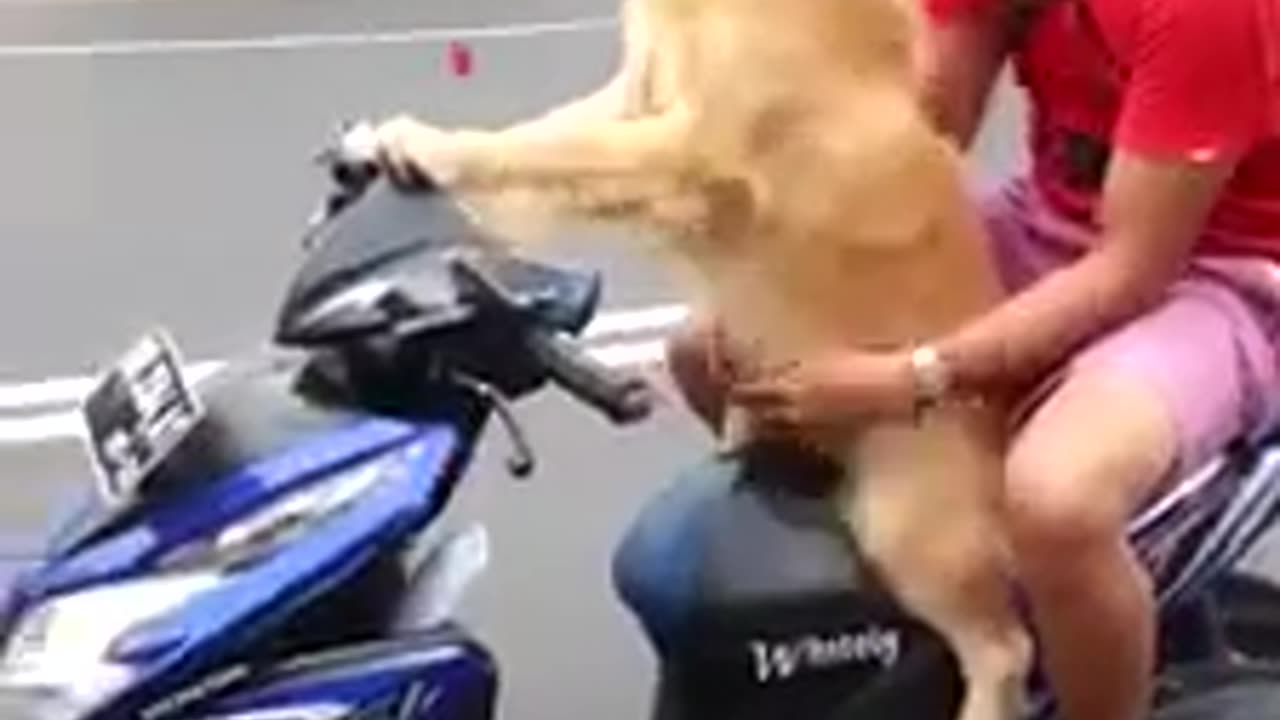 Dog taking his human for a cruise on a scooter.