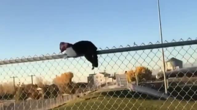 Cat Eating Doritos 🤣🤣🤣🤣 Caught