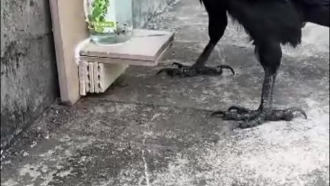 Clever Crow Uses Stones to Raise Water Level for a Drink