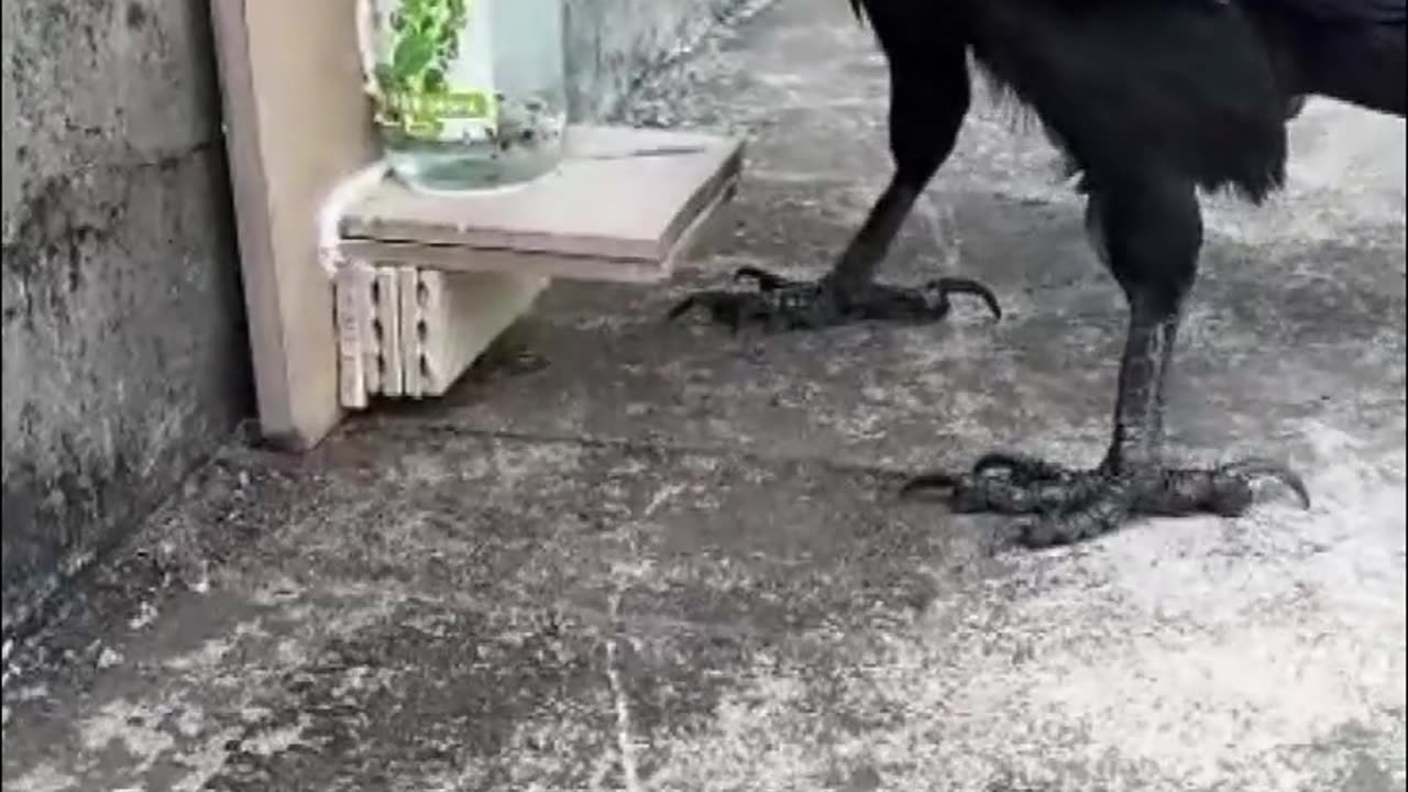 Clever Crow Uses Stones to Raise Water Level for a Drink