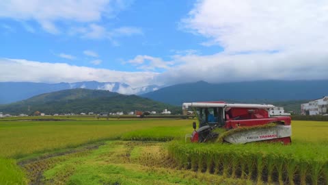 How to Harvest Rice?