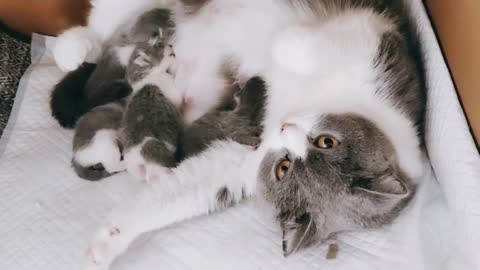 cat office