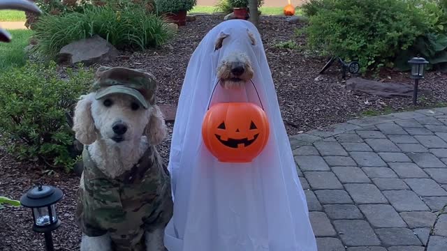 Goodest Boys Go Trick or Treating