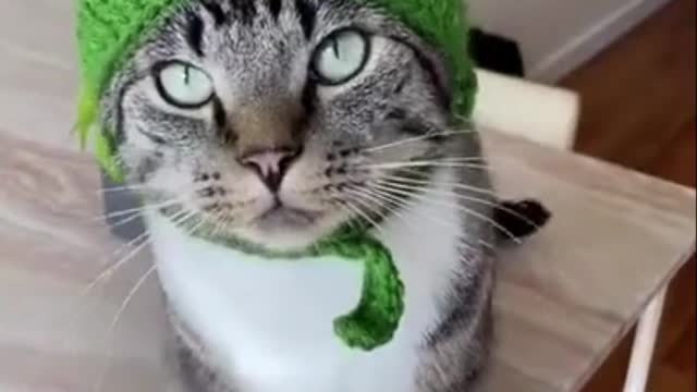 Funny Cat Videos