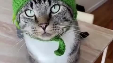 Funny Cat Videos