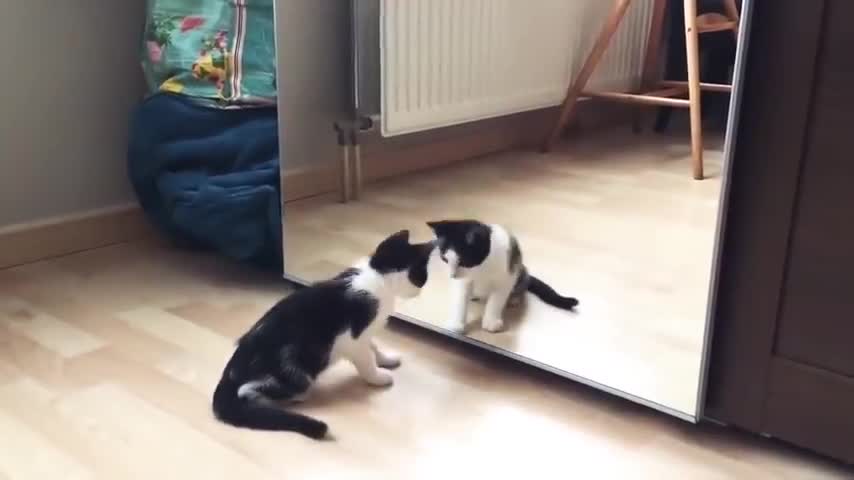 The cat struggling with herself in the mirror