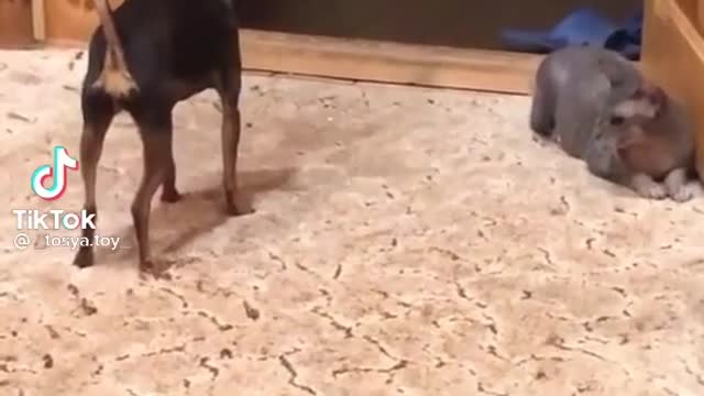 Dog dancing for the cat but......
