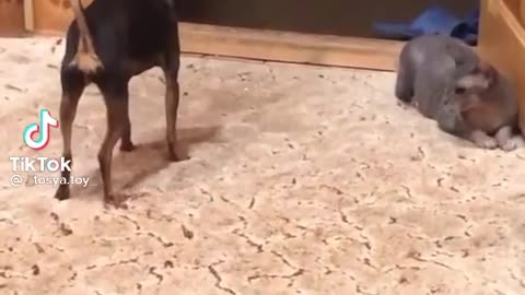Dog dancing for the cat but......