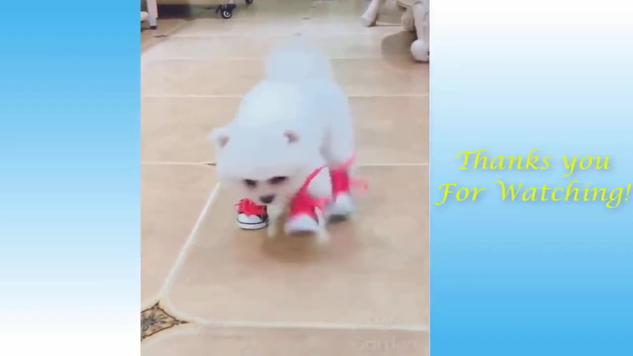 cute DOG playing with shoes