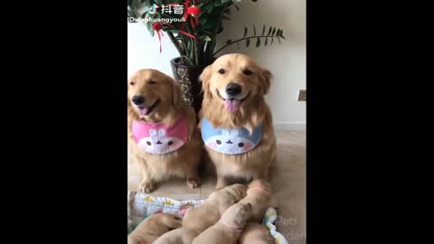 Funny dogs and cats, compilation 1 of funny animals