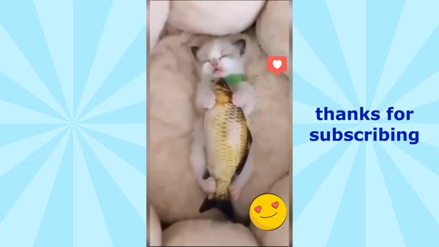 Try not to laugh. Funny videos pets