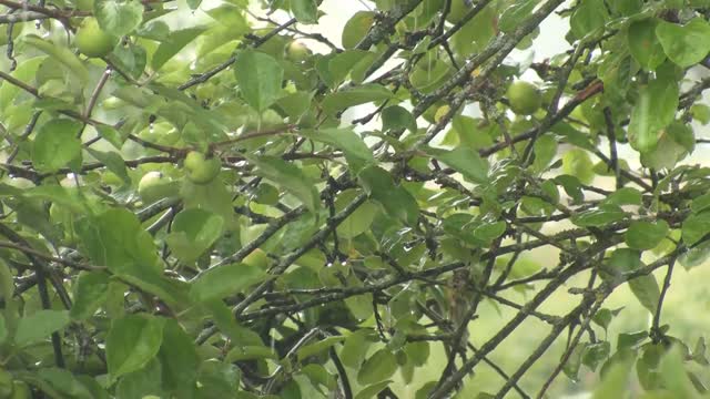 apple tree and rain