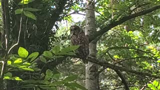 Mister Owl