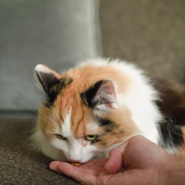 Şirin kedi neden mama tercihce