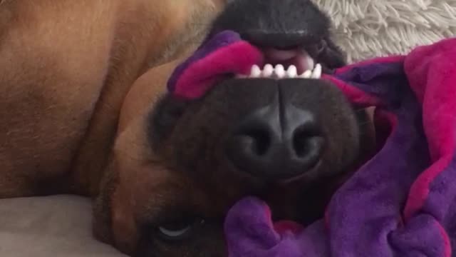 Dog sleeping on couch pink purple toy face