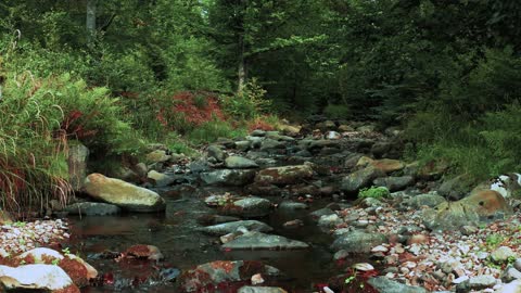 River Stream Slow Video Pan