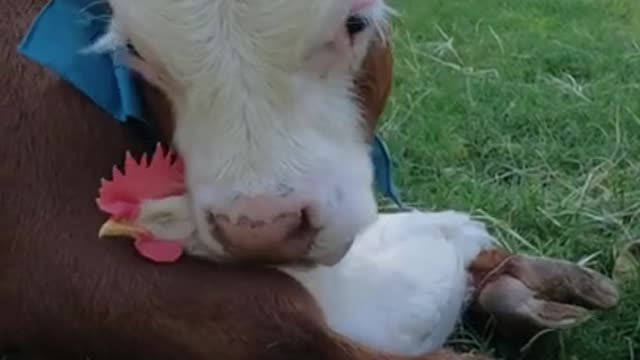 Unlikely Friends Embrace at Animal Sanctuary..watch & Enjoy