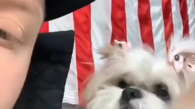 Cute dog short video 😍😍