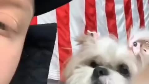 Cute dog short video 😍😍