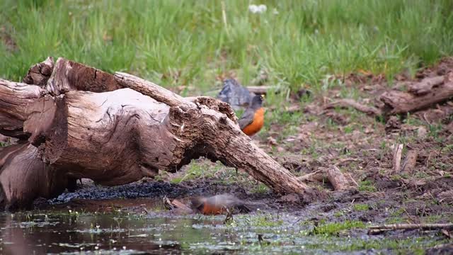 Beautiful bird swimming on the edge of the river