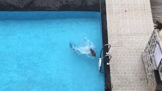 Monkey Antics in the Pool
