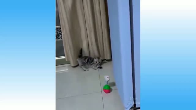 Cat playing with toys