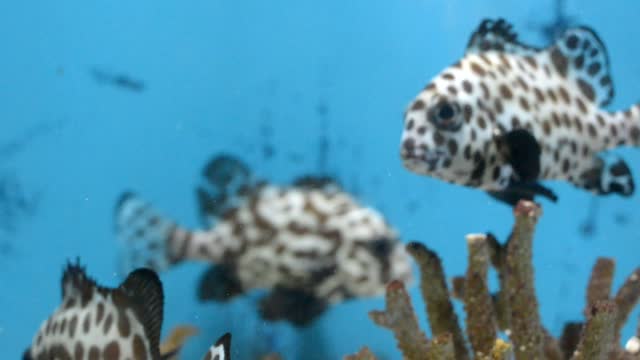 Beautiful fish sea Coral under water