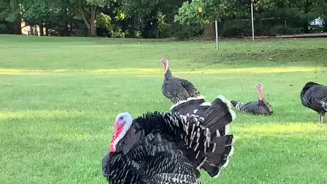 Gobble Roar