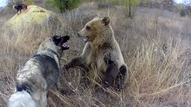 Bear play with dog