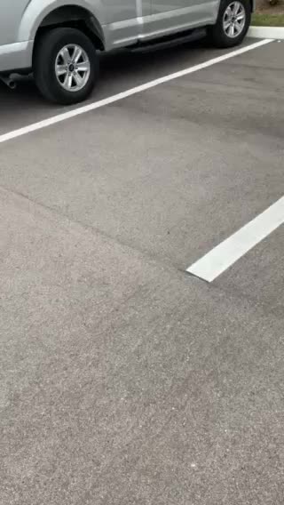 Raccoon in the parking lot