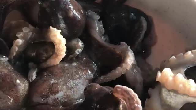 Live octopus