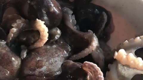 Live octopus