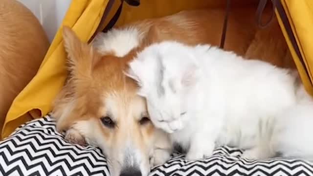 These pets are really nice and lovely