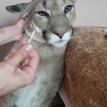 Clean the ears of a Puma