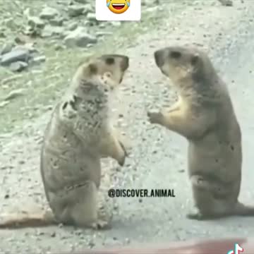 Watch these incredible squirrels fighting