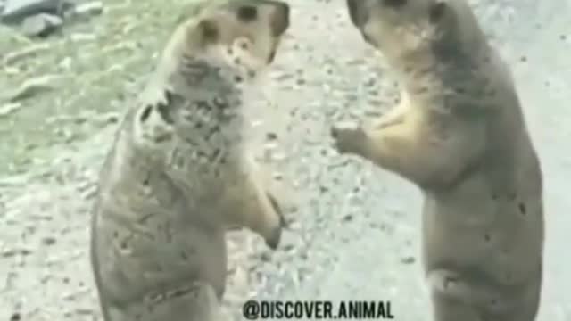 Watch these incredible squirrels fighting