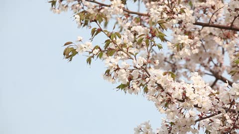 Spring sky and cherry blossoms