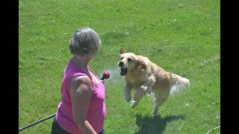 Golden Retriever Gets Sprayed by a Hose