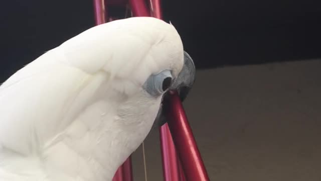 Cockatoo Rings in the New Year