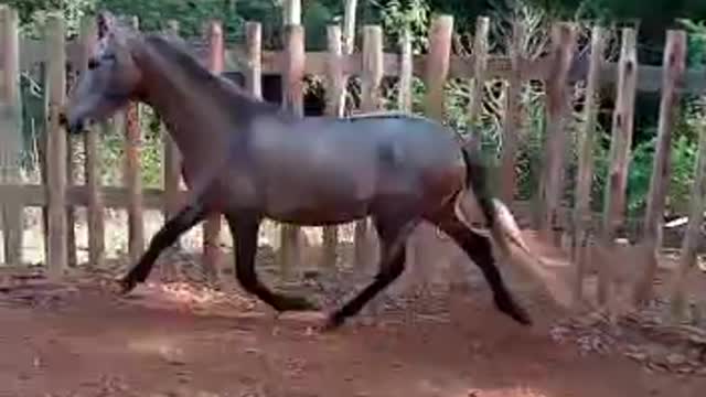 POTRO MARCHADOR DEMAIS ,FILHO DO BALOTELLI