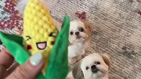 The babies love corn 🌽